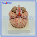 PNT-0611 9 partes de cerebro desmontable con arterias en la cabeza, modelo de cabeza, modelo cerebral